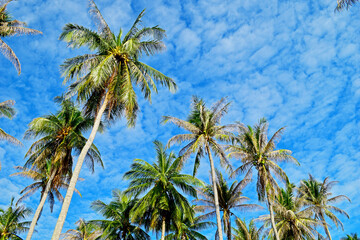 Obraz premium Coconut with sky