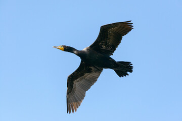 Double-crested Cormorant Gliding Over A Lake