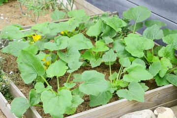 carré de plants de courgettes au jardin bio