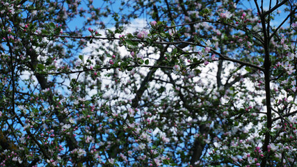 Cherry blossoms