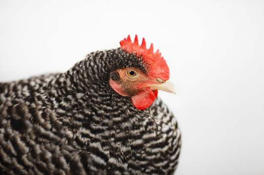 Hen closeup on a white background.