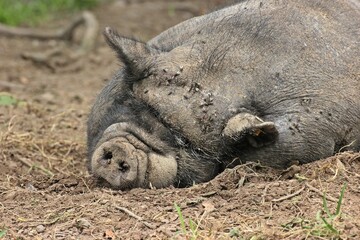 Schlafendes Hängebauchschwein mit Fliegen
