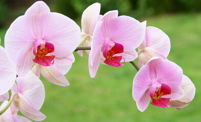 orchidée rose, en gros plan,fond nature