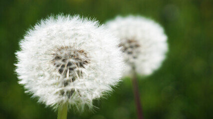 Dandelions. Macro photography