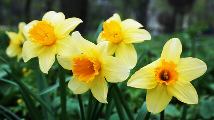 Fototapeta na wymiar Yellow daffodils in the garden