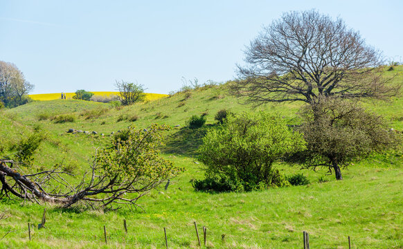 Scenic landscape of the hills at Brosarp in Scania, Sweden. Trees and shrubs grow on the hillside and in the distance, there are two people on a hilltop looking away towards rapeseed fields.