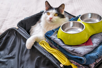 Cat sitting in the suitcase