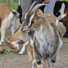 Zwergziege mit Grashalm im Streichelzoo