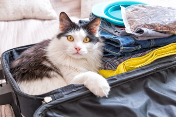 Naklejka premium Kot siedzi w walizce