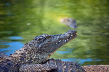 Nile crocodile on the shore. South Africa