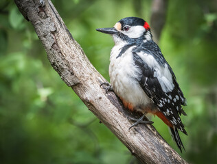 Woodpecker