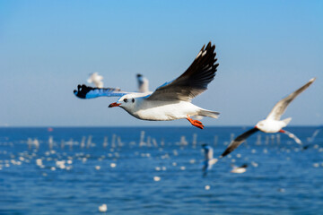 Obraz premium Flying seagull.