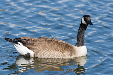 Canada Goose Swimming in a Lake