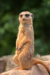 Wachendes Erdmännchen (Suricata suricatta)
