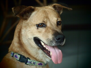 Brown dog is tongue tongue Makes me smile