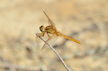 Dragonfly