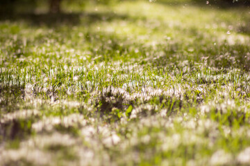 It is a lot of Poplar down in a grass. Background