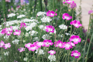 Beautiful  colourful  flowers blooming  in the garden