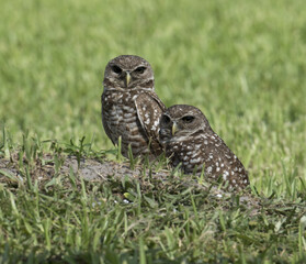 Two unusual dark eyed burrowing owls, possibly from nonmigratory inbreeding, standing on their dirt mound in green grass.