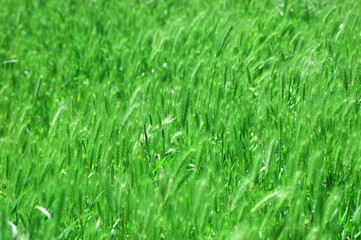 Background from a bright green beautiful grass