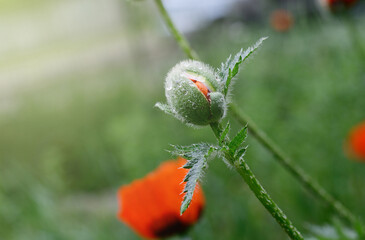 Beautiful red poppy, close-up photo of spring flower, symbol of commemorate military personnel who have died in war. Also simbol of sleeping and death.