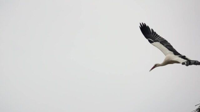 White stork flying in slow motion