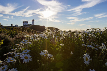 Nubble Light - Cape Neddick Lighthouse - Sohier Park - York Maine