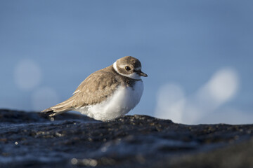 Semipalmated Plover (Charadrius semipalmatus)