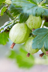 Fresh green gooseberries on a branch of gooseberry bush close up