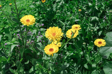 Beautiful  colourful  flowers blooming  in the garden