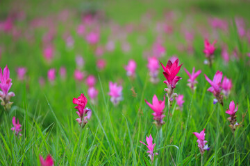 Siam tulip fields Sai Thong National Park.