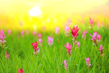 Sunrise at Siam tulip fields Sai Thong National Park.