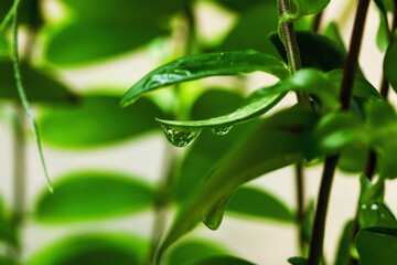 Water drops from green leaf ,close up with nature