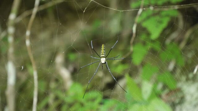Large tropical spider,nephila (golden orb) in the web. Golden SIlk Orb Weaving Spider waiting on her web. Nephila pilipes. 4K video, Philippines.