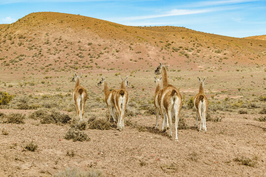 Group of Guanacos at Patagonia Landscape, Argentina