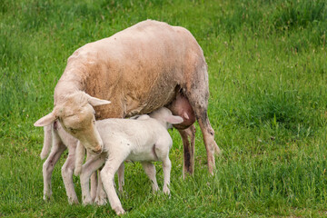 white lamb with its mother - feeding