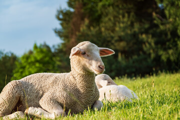 Obraz premium sheep and lamb in the grass (meadow)