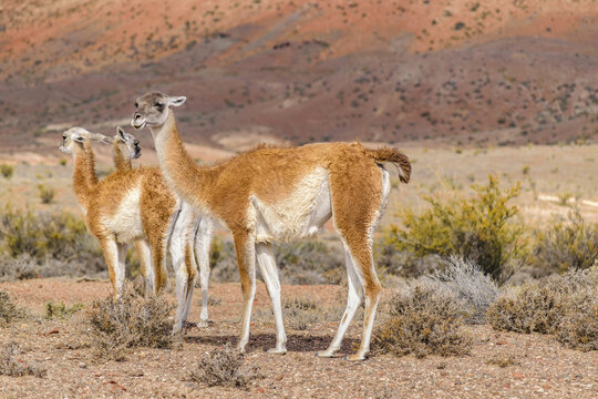 Group of Guanacos at Patagonia Landscape, Argentina