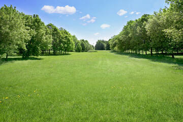 Summer landscape of grass and trees. Background for design visualization project.