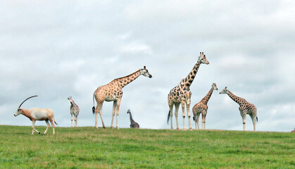 Giraffes In Field
