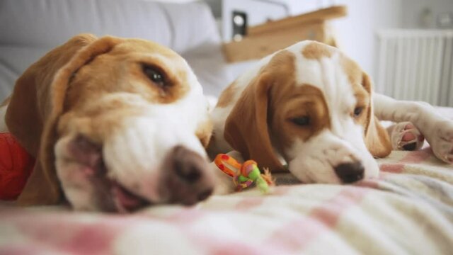 Close up footage of two cute beagle puppies lying on bed and playing with toys in slowmotion