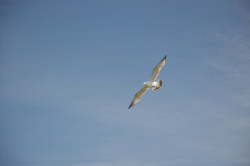 Mouettes entre falaises et ciel de Cornouailles