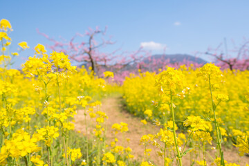 菜の花と桃の花