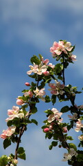 Blooming apple tree twigs