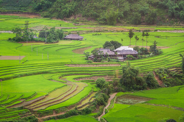 Terraced ricefield in water season at Mu Cang Chai , Vietnam