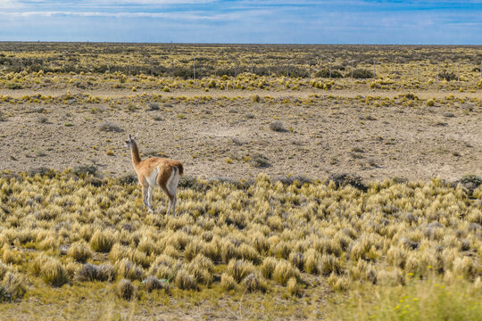 Guanaco at Patagonia Landscape, Argentina