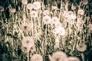 Fluffy dandelions in summer on green grass 