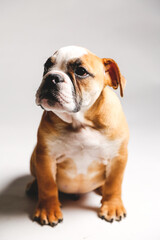 Fototapeta premium Cute Bulldog Puppy Posing for the Camera