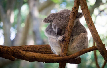 Cute Koala resting at the zoo, Brisbane, Australia, Travel