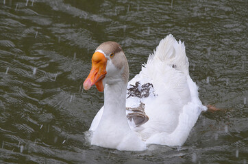 Гусь плывёт по реке.